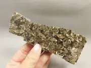 Turritella Agate Natural Shell Fossil Polished Rock Wyoming #O16