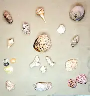 Assorted Florida Gulf Shore Sea Shells Lot 1 Conch Whelk Jewel Box Apple Murex +