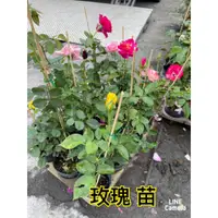 在飛比找蝦皮購物優惠-花精靈植物的家~玫瑰花苗(含苞)~3.5吋黑軟盆/高20-3