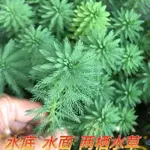 狐尾藻/水生植物/2寸盆