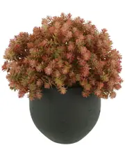 Creative Displays Pink Sedum Arrangement In A Fiberstone Pot