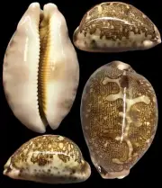 Cypraea mappa Viridis 56.9mm, Philippines Cebu, Excellent Dark Pattern, F+++