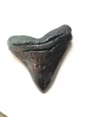 4 INCH MEGALODON SHARK TOOTH WICKEDLY DARK AND SMOOTH IN COLOUR
