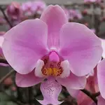 限量新品 PHAL. SCHILLERIANA 'PINK BUTTERFLY' AM/AOS 欣蕾莉 '粉蝶'