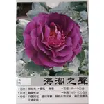 花花世界_玫瑰苗--海潮之聲，EBB TIDE--紫紅色玫瑰/3.5吋黑軟盆/高10~30公分/MA