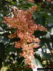 Rhodosphaera rhodanthema Tulip Satinwood Tree -