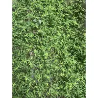 在飛比找蝦皮購物優惠-水龜草：新鮮乾燥水龜草腰子草50g100g