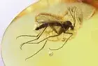 Nice Fungus gnat Mycetophilidae Fossil inclusion Baltic amber #10950