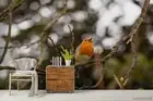 3D Twig Bird Wallpaper Wall Mural Removable Self-adhesive 15