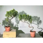 植物空間 造型真柏3.5吋 小品盆栽 台灣真柏 陽光植物