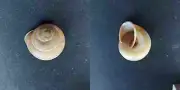 #0025 Cochlostyla Luzonica Fumosa, Luzon, Philippines, 33.6mm Land snail shell