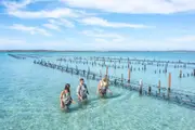 Oyster Farm and Bay Tour with Wading - Coffin Bay