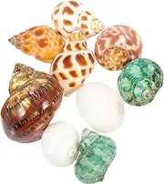 Mipcase Hermit Crab Shells 9pcs Aquarium Shell Conch Natural Conch Ornament Hermit Crab Roll Shell Desktop Conch Figurines Conch Set Fish Tank Landscaping Decorations Large Hermit Crab