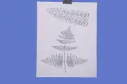 Orig illustration pen & ink Michael Terry signed Gymnocarpium dryopteris, fern