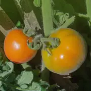 Tomato - Wapsipinicon Peach seeds