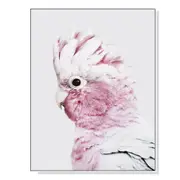 50Cmx70cm Pink Galah White Frame Canvas Wall Art