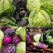 Cabbage - Heirloom Mix seeds