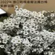 進口乾燥重瓣法國白梅-乾燥花圈 乾燥花束 不凋花 拍照道具 乾燥花材 -209元/60朵以上 (8.4折)