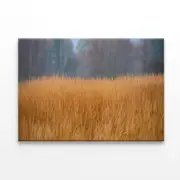 Dry Grass in the Forest in Cloudy Print 100% Australian Made 150 x 100cm (Stretched)