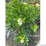 小花園藝 大花七里香 七里香 香花 8吋盆 $340