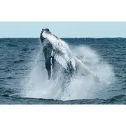 Save 20.00%! Hermanus Whale Watching and Wine Tasting