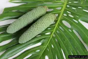 Buy Monstera Fruit Salad Trees in Australia (Monstera deliciosa)