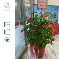 在飛比找蝦皮購物優惠-【F.C Flower】旺旺樹 桌上型旺旺樹 小盆旺旺樹 盆