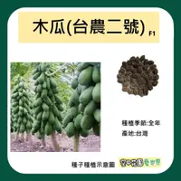 在飛比找蝦皮購物優惠-【台灣出貨 電子發票】木瓜 台農2號 種子 10粒 F1 木