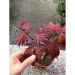 **小農之家**優質種苗「出猩猩」 紅楓 楓樹苗 約40CM 嫁接苗