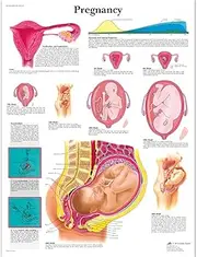 Pregnancy Chart Laminated Version