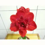 選蝦皮OK店取貨免運費~球體 1.5 公分  ~重瓣孤挺~VELVET NYMPH ~ 紅絨妮芙