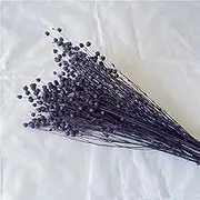 50cm Long, 150g Dried Flower Bouquet Of Acacia-Bean (Rich Sesame Bean), Symbolizing Love And Yearning, Can Be Diy-Creative Flower Materials And Home Decoration, Suitable For Long-Term Use.(Dark purple