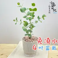 在飛比找蝦皮商城優惠-【小品文化】尤加利【現貨】4吋仿瓷免澆水盆栽 懶人盆栽 觀葉