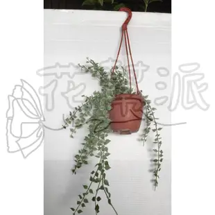 花幫派_藤蔓植物—斑葉百萬心--葉片飽滿厚實~別名紐扣玉科屬/3吋