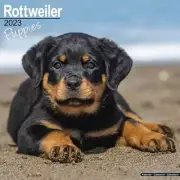 Rottweiler Puppies Wall Calendar 2023