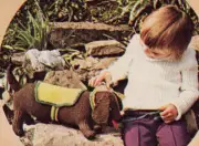 CUTE DACHSHUND PUPPY / 8ply or DK - COPY toy knitting pattern