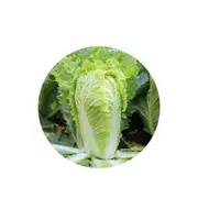 Cabbage Chinese Michihili - [Size: 25G]