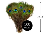500 Pieces - 10-12" NATURAL Peacock Tail Eye Wholesale Feathers (bulk)