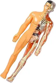 ULTECHNOVO Human Body Model Skeleton Puzzle for Educational Science Kit with Removable Organs for Home School Learning Engaging Anatomy for Aged