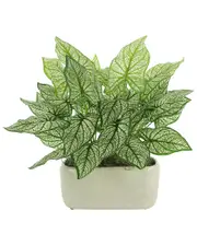Creative Displays Caladium In A Ceramic Pot