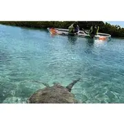 Save 15.00%! Clear Kayak Eco Tour Explore Mangroves and Meet the Turtles