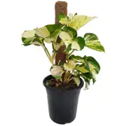 180mm Manjula Pothos - Epipremnum auruem
