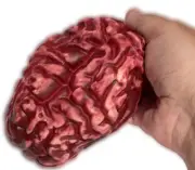 DELUXE FAKE BRAIN MODEL Hard Rubber Blood 6" Prop Human Body Part Organ Mind Toy