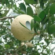 Organic Wood Apple Seed elephant Apple Limonia acidissima 40 Seeds