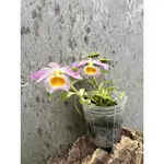 噢葉DESIGN "出藝石斛 DEN.PARISHII "   蘭花、塊根植物、圓葉花燭、蔓綠絨