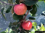 Apple Tropic Sweet Tree - Malus domestica