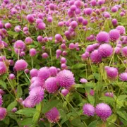 Globe Amaranth - Tall Rose seeds