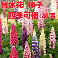 在飛比找蝦皮購物優惠-現貨、種子 魯冰花種子易種多年生草本羽扇豆四季花籽易活室外花