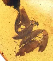 Rare Swarm of Beetles, Fossil Inclusion in Burmese Amber