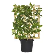 300mm Lemon Eureka - Citrus limon Eureka